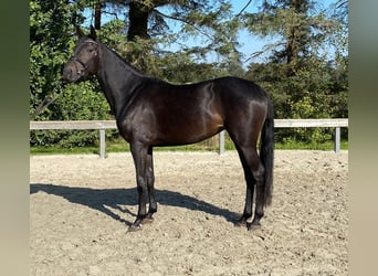 Dänisches Warmblut, Stute, 4 Jahre, 168 cm, Dunkelbrauner