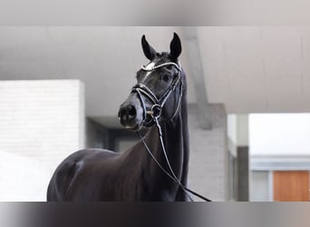 Dänisches Warmblut, Stute, 4 Jahre, 170 cm, Rappe