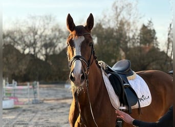 Dänisches Warmblut, Stute, 4 Jahre, Fuchs