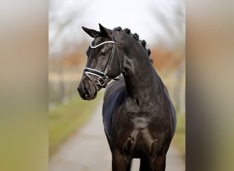 Dänisches Warmblut, Stute, 5 Jahre, 167 cm, Rappe