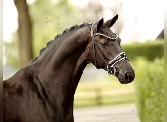 Dänisches Warmblut, Stute, 5 Jahre, 167 cm, Rappe