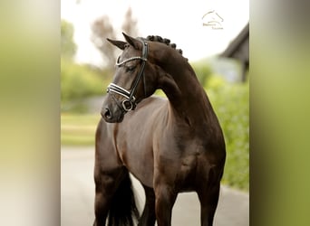 Dänisches Warmblut, Stute, 5 Jahre, 167 cm, Rappe