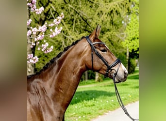 Dänisches Warmblut, Stute, 5 Jahre, 172 cm, Brauner