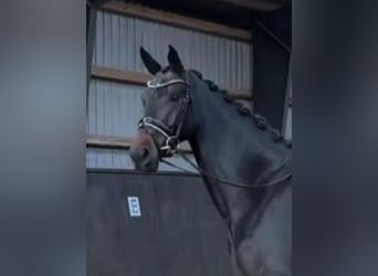 Dänisches Warmblut, Stute, 5 Jahre, 174 cm, Dunkelbrauner