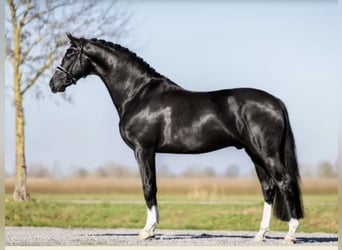Dänisches Warmblut, Stute, 5 Jahre, 174 cm, Dunkelbrauner
