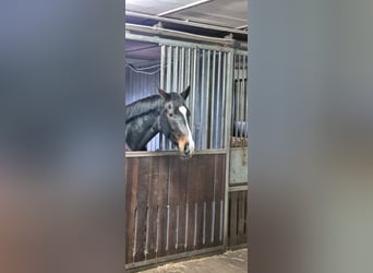 Dänisches Warmblut, Stute, 6 Jahre, 168 cm, Dunkelbrauner