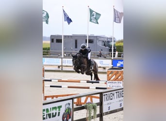 Dänisches Warmblut, Stute, 6 Jahre, 168 cm, Rappe