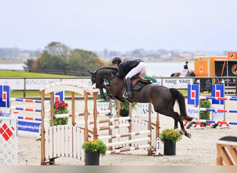 Dänisches Warmblut, Stute, 6 Jahre, 168 cm, Rappe