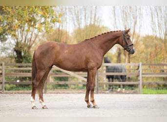 Dänisches Warmblut, Stute, 6 Jahre, 169 cm, Dunkelfuchs