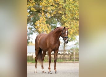 Dänisches Warmblut, Stute, 6 Jahre, 169 cm, Dunkelfuchs