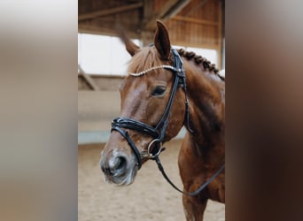 Dänisches Warmblut, Stute, 6 Jahre, 169 cm, Fuchs