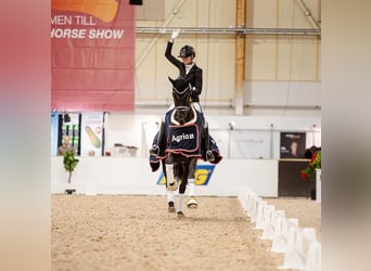 Dänisches Warmblut, Stute, 6 Jahre, 170 cm, Rappe