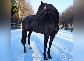 Dänisches Warmblut, Stute, 6 Jahre, 172 cm, Rappe