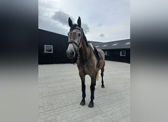 Dänisches Warmblut, Stute, 6 Jahre, 172 cm, Schimmel