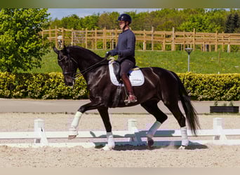 Dänisches Warmblut, Stute, 6 Jahre, 177 cm, Rappe
