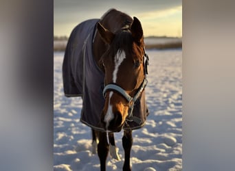 Dänisches Warmblut, Stute, 7 Jahre, 164 cm, Brauner