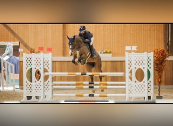 Dänisches Warmblut, Stute, 7 Jahre, 165 cm, Brauner