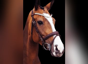 Dänisches Warmblut, Stute, 7 Jahre, 165 cm