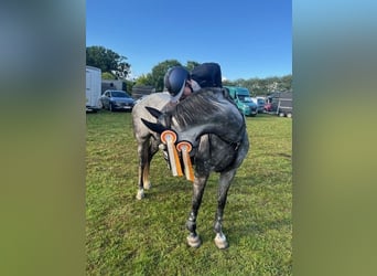 Dänisches Warmblut, Stute, 8 Jahre, 164 cm, Schimmel