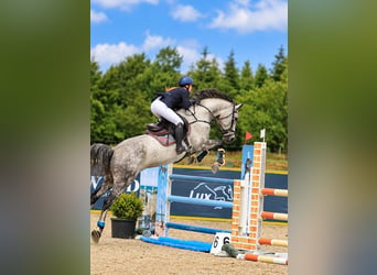 Dänisches Warmblut, Stute, 8 Jahre, 165 cm, Schimmel