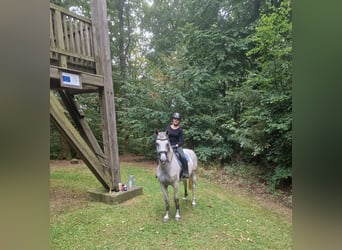 Dänisches Warmblut, Stute, 8 Jahre, 166 cm, Schimmel