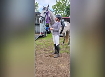 Dänisches Warmblut, Stute, 8 Jahre, 166 cm, Schimmel