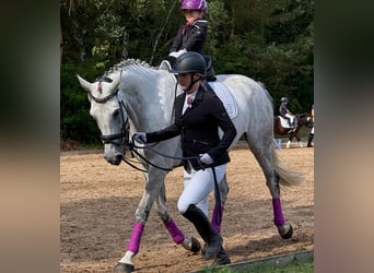 Dänisches Warmblut, Stute, 8 Jahre, 166 cm, Schimmel