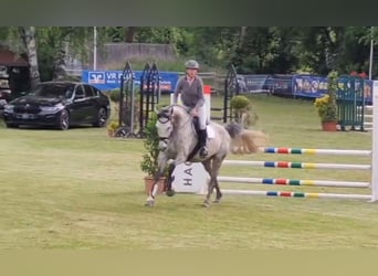 Dänisches Warmblut, Stute, 8 Jahre, 166 cm, Schimmel
