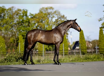 Dänisches Warmblut, Stute, 8 Jahre, 167 cm, Brauner