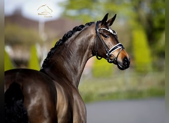 Dänisches Warmblut, Stute, 8 Jahre, 167 cm, Brauner