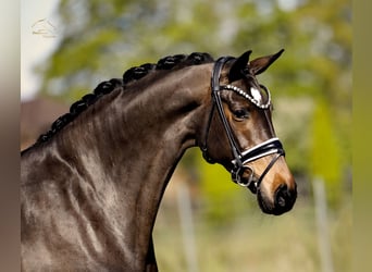 Dänisches Warmblut, Stute, 8 Jahre, 167 cm, Brauner