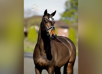 Dänisches Warmblut, Stute, 8 Jahre, 167 cm, Brauner