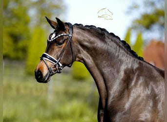 Dänisches Warmblut, Stute, 8 Jahre, 167 cm, Brauner
