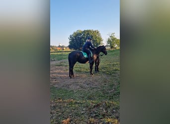 Dänisches Warmblut, Stute, 9 Jahre, 169 cm, Rappe