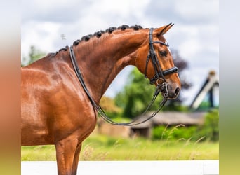 Dänisches Warmblut, Stute, 9 Jahre, Brauner