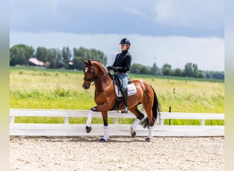 Dänisches Warmblut, Stute, 9 Jahre, Brauner