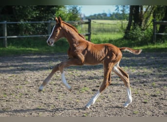 Dänisches Warmblut, Stute, Fohlen (06/2024), 170 cm