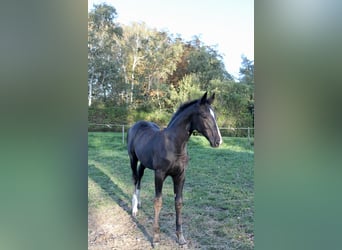 Dänisches Warmblut, Stute, Fohlen (06/2026), 172 cm, Rappe
