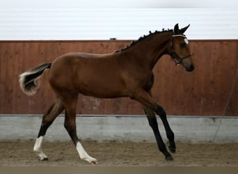 Dänisches Warmblut, Stute, Fohlen (03/2024), 175 cm, Brauner