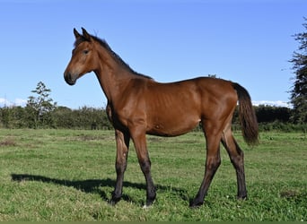 Dänisches Warmblut, Stute, Fohlen (02/2025), Brauner Dänisches Warmblut, Stute, Fohlen (02/2025), Brauner