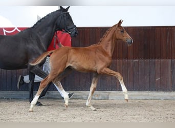 Dänisches Warmblut, Stute, Fohlen (05/2025)