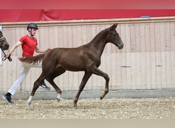 Dänisches Warmblut, Stute, Fohlen (03/2025)