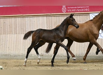 Dänisches Warmblut, Stute, Fohlen (04/2025)
