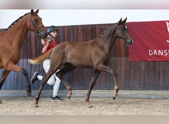 Dänisches Warmblut, Stute, Fohlen (04/2025)