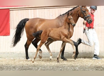 Dänisches Warmblut, Stute, Fohlen (06/2025)