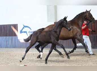 Dänisches Warmblut, Stute, Fohlen (04/2025)