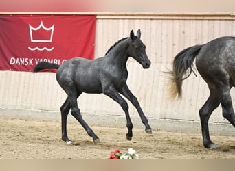 Dänisches Warmblut, Stute, Fohlen (05/2025)