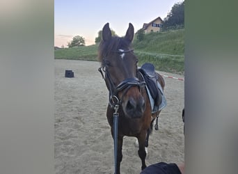 Dänisches Warmblut, Wallach, 10 Jahre, 165 cm, Dunkelbrauner