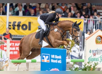 Dänisches Warmblut, Wallach, 10 Jahre, 165 cm, Fuchs