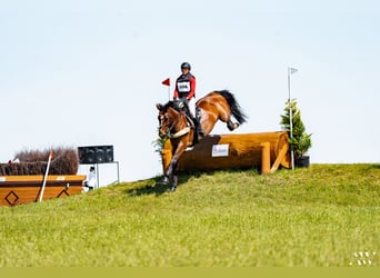 Dänisches Warmblut, Wallach, 10 Jahre, 170 cm, Hellbrauner